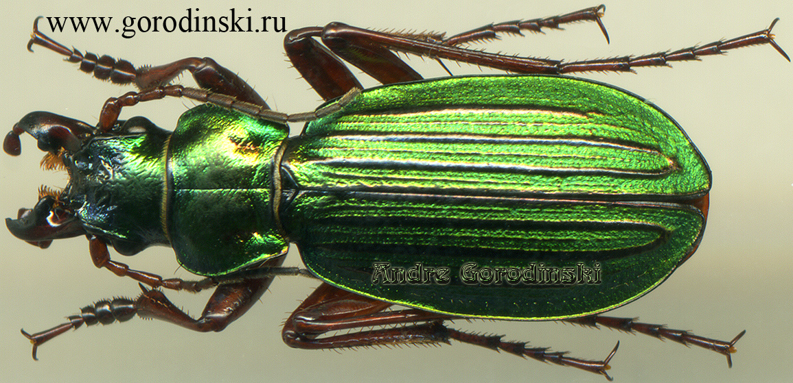 http://www.gorodinski.ru/carabus/Calocarabus dietererberi.jpg